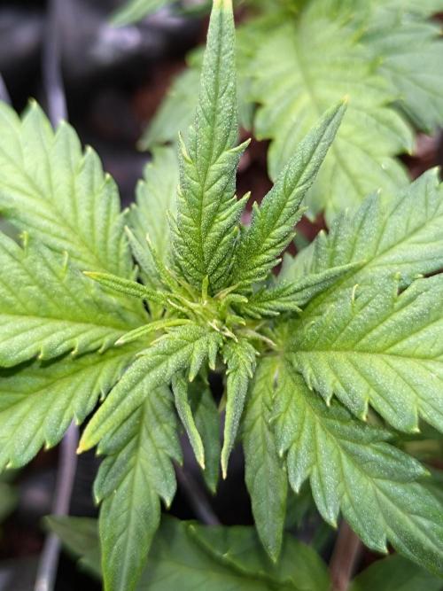 Sticky Broccoli Auto ZMA Eternity Cup'26. Week 7