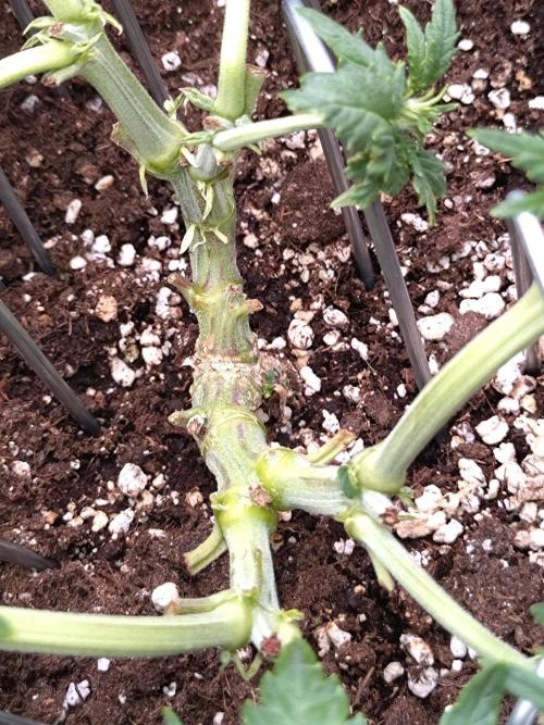 Sticky Broccoli Auto ZMA Eternity Cup'26. Week 7