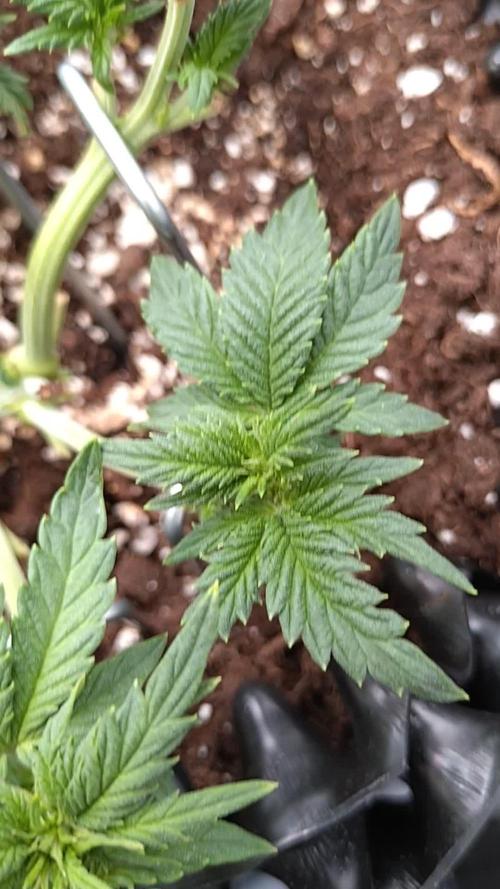 Sticky Broccoli Auto ZMA Eternity Cup'26