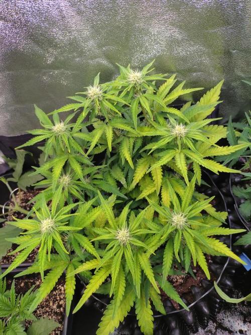 Cherry Cola RF3 Auto Fastbuds. Week 7