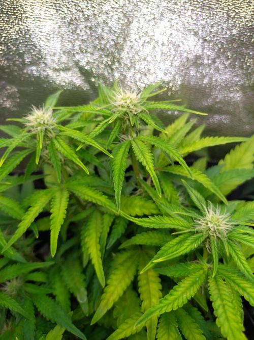 Cherry Cola RF3 Auto Fastbuds. Week 7