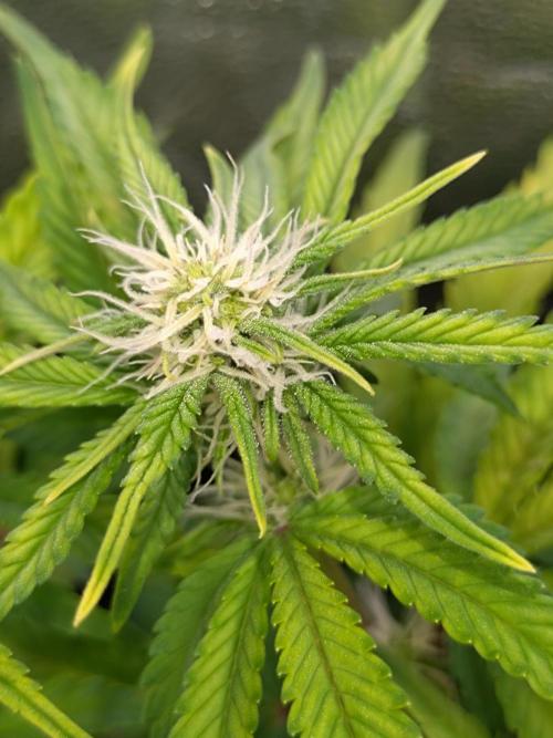 Cherry Cola RF3 Auto Fastbuds. Week 7