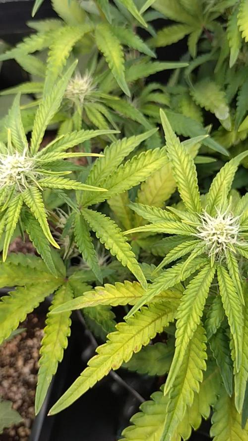 Cherry Cola RF3 Auto Fastbuds