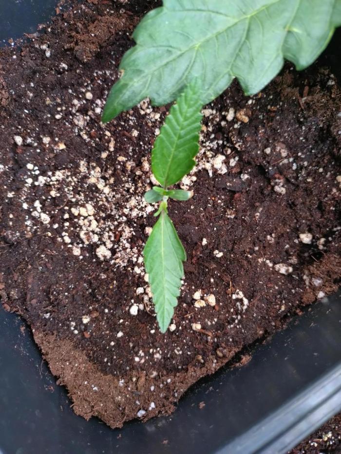 North Thunderfuck Auto RQS. Week 2