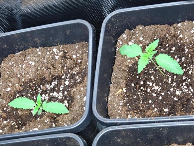 Lemon Cherry Gelato Barneys Farm. Week 1