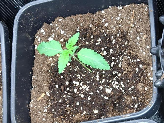 Lemon Cherry Gelato Barneys Farm. Week 1