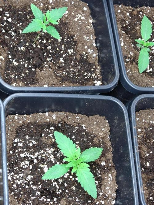 Lemonpaya Fastbuds. Week 1