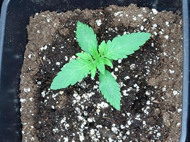 Lemonpaya Fastbuds. Week 1