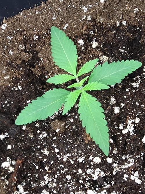 Green Gelato P#1 Royal Queen Seeds. Week 1