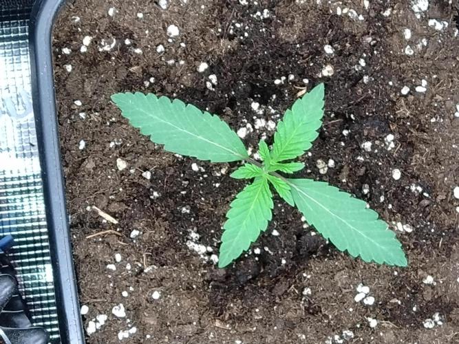 Green Gelato P#2 Royal Queen Seeds. Week 1