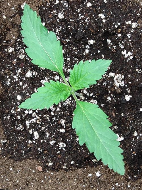 Orange Sherbet FF P#1 Fastbuds. Week 1