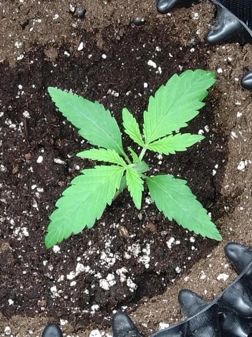 Euphoria Royal Queen Seeds. Week 1