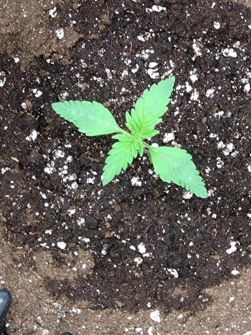 Permanent Marker Zamnesia. Week 1