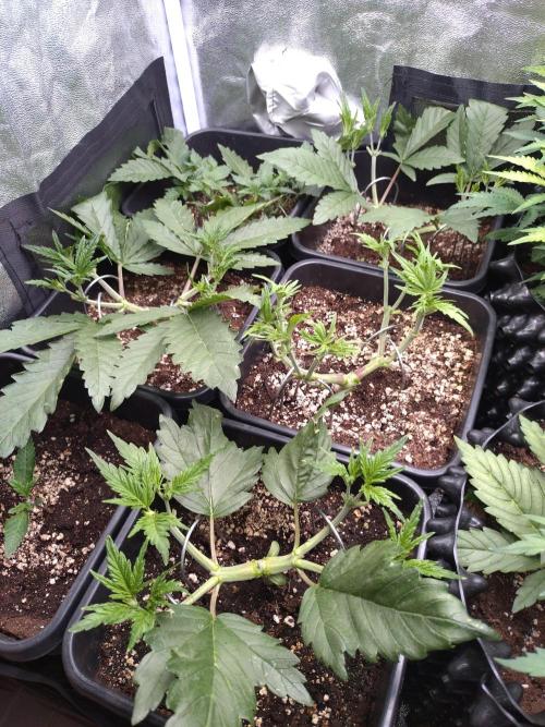 RF3 Auto Mixpack #1 Fastbuds. Week 4