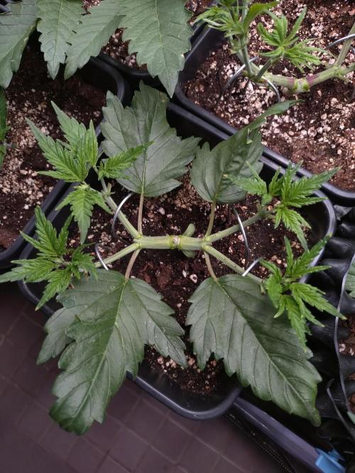 RF3 Auto Mixpack #1 Fastbuds. Week 4