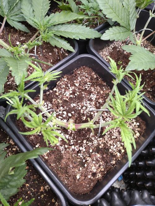 RF3 Auto Mixpack #1 Fastbuds. Week 4