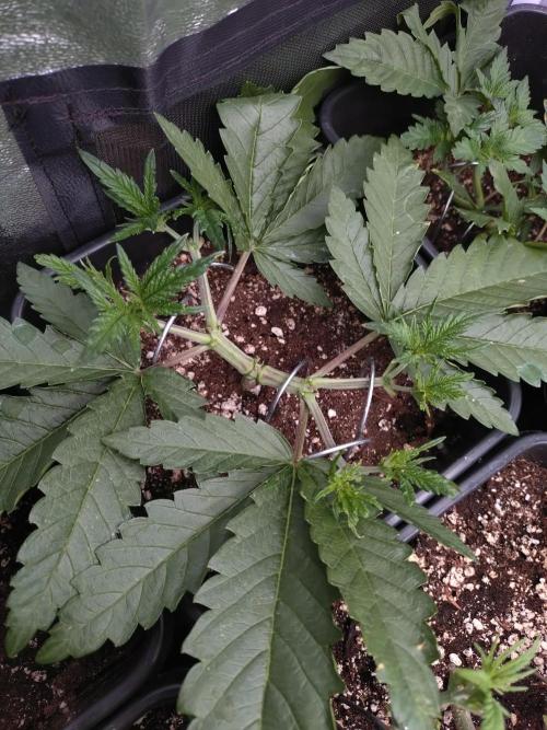 RF3 Auto Mixpack #1 Fastbuds. Week 4