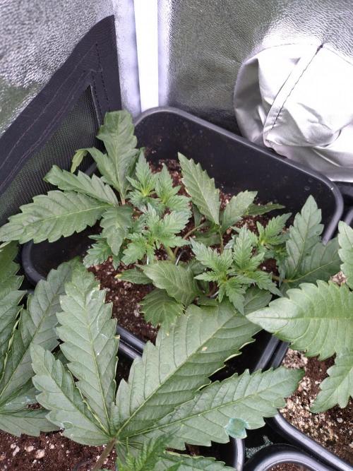 RF3 Auto Mixpack #1 Fastbuds. Week 4