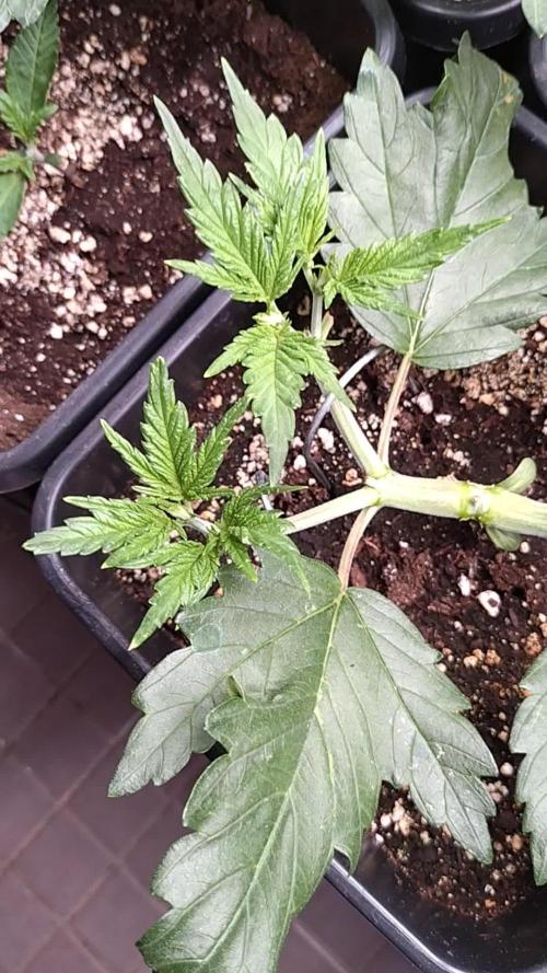 RF3 Auto Mixpack #1 Fastbuds