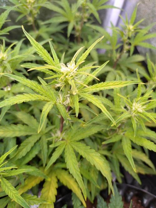 Thin Mint x Sour Pinot Auto Barneys Farm. Week 6