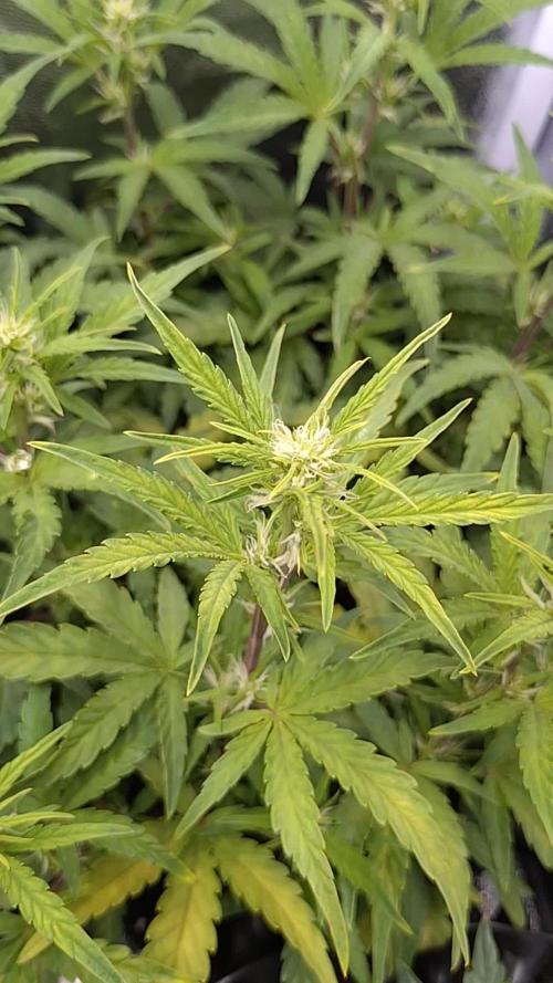 Thin Mint x Sour Pinot Auto Barneys Farm