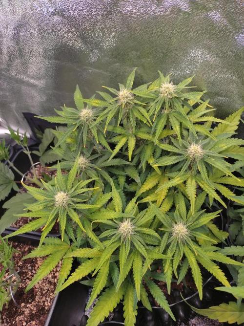 Cherry Cola RF3 Auto Fastbuds. Week 7