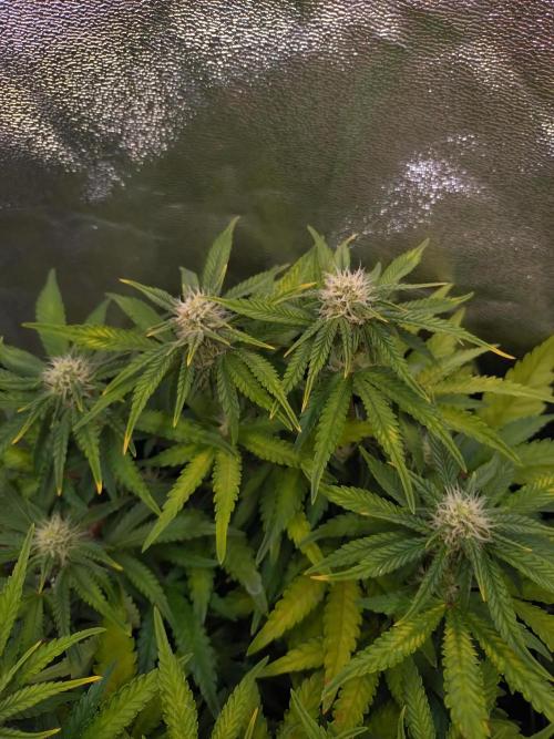 Cherry Cola RF3 Auto Fastbuds. Week 7