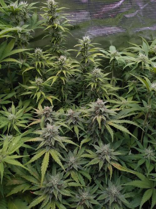 Hulkberry Auto RQS. Week 8