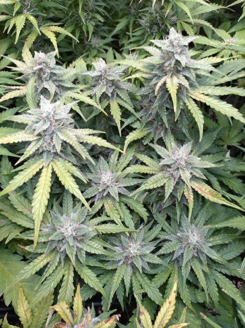 Hulkberry Auto RQS. Week 8