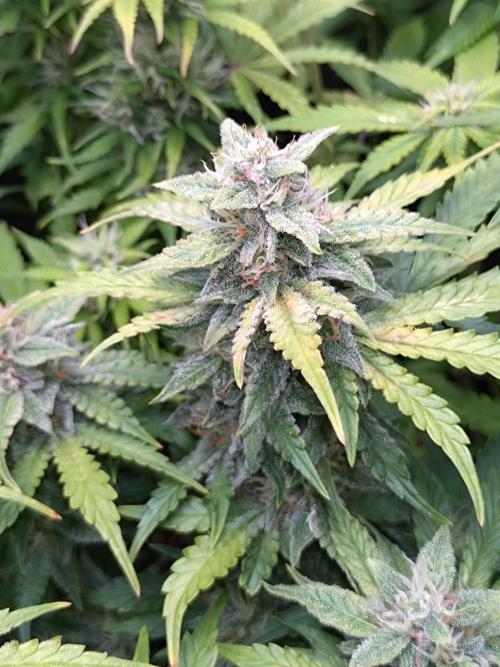 Hulkberry Auto RQS. Week 8