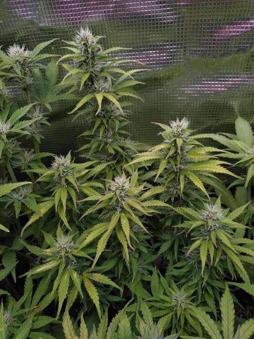 Hulkberry Auto RQS. Week 8