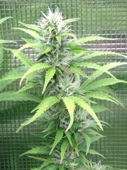 Hulkberry Auto RQS. Week 8