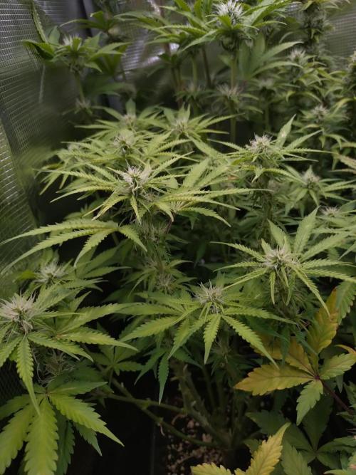 Strawberry Cheesecake Auto Barneys Farm. Week 9