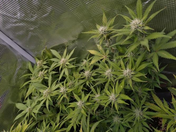 Cinderella Auto Fastbuds. Week 9