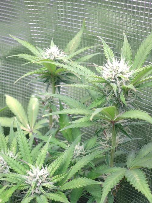 Cinderella Auto Fastbuds. Week 9