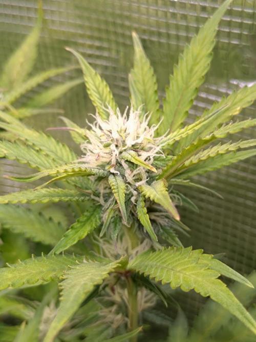 Cinderella Auto Fastbuds. Week 9