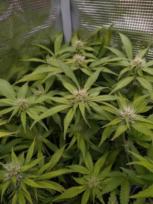 Cinderella Auto Fastbuds. Week 9