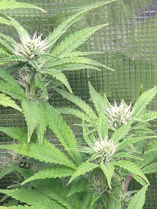 Purple Lemonade Auto RQS. Week 9