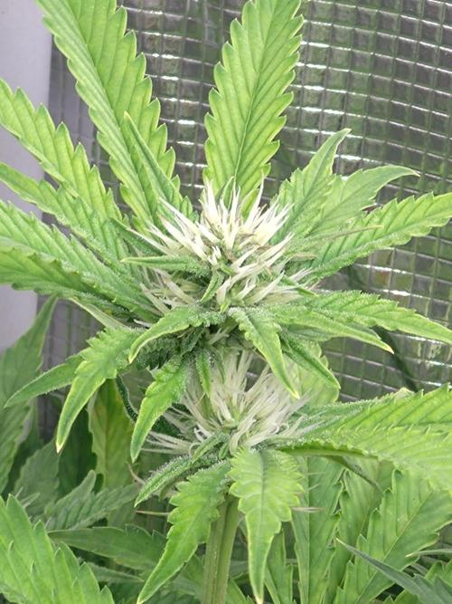 Purple Lemonade Auto RQS. Week 9