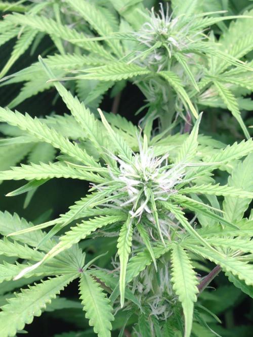 Strawberry Cheesecake Auto Barneys Farm. Week 9