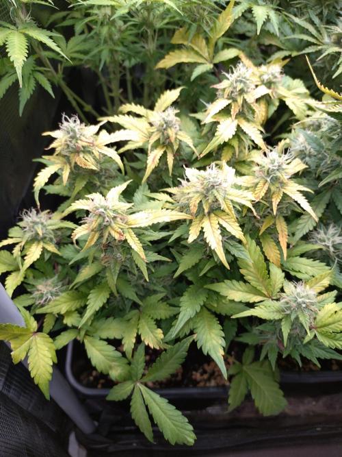 Grape Pop Rocks Auto Anesia Seeds. Week 9