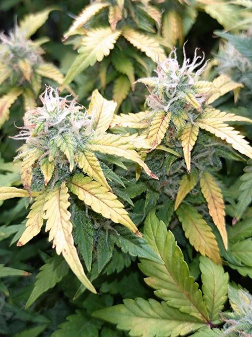 Grape Pop Rocks Auto Anesia Seeds. Week 9