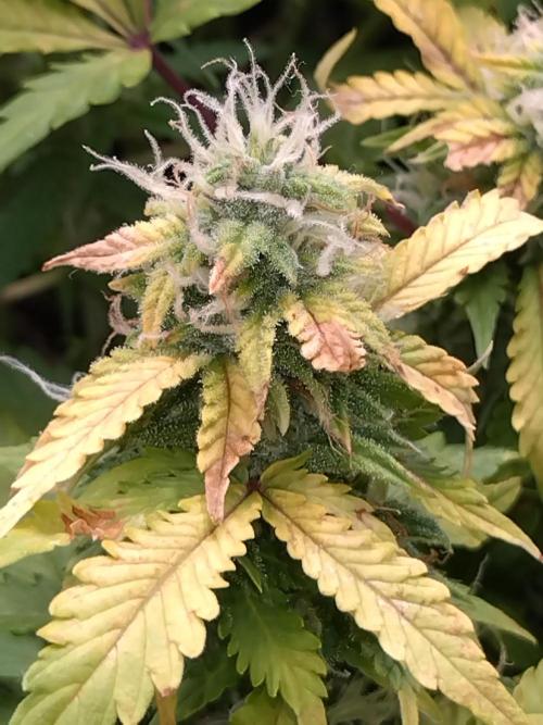 Grape Pop Rocks Auto Anesia Seeds. Week 9