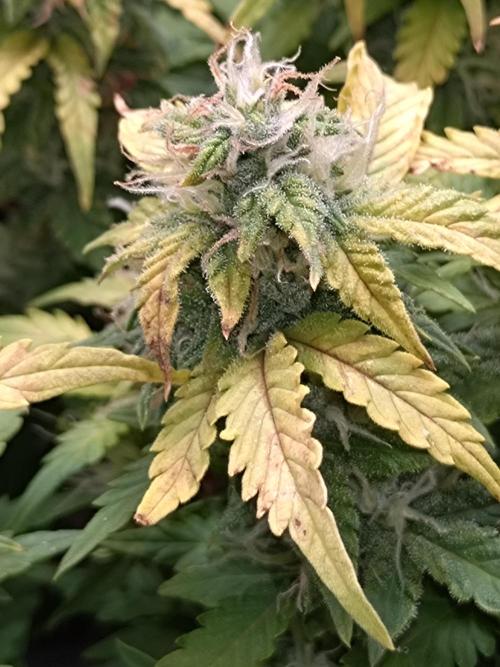 Grape Pop Rocks Auto Anesia Seeds. Week 9