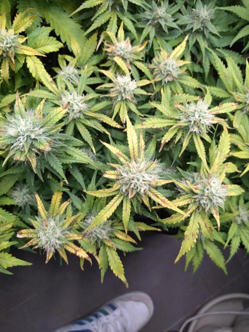 Grape Pop Rocks Auto Anesia Seeds. Week 9