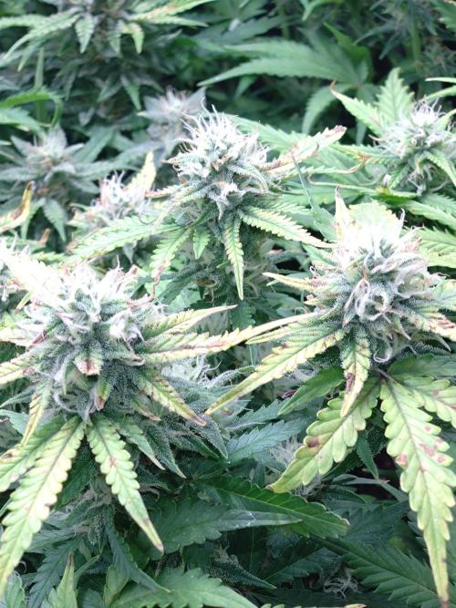 Grape Pop Rocks Auto Anesia Seeds. Week 9