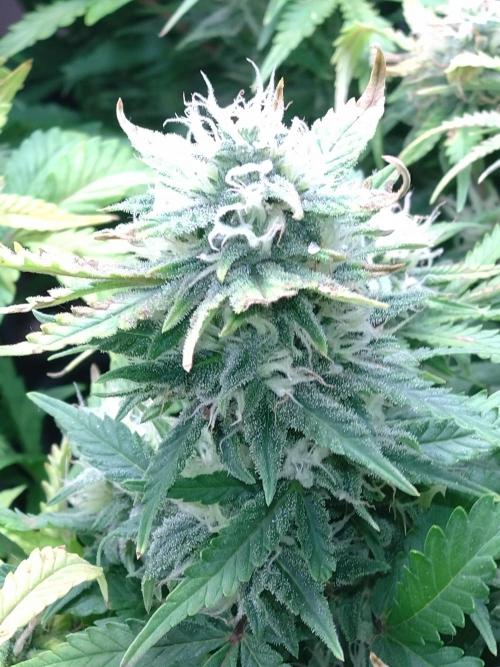 Grape Pop Rocks Auto Anesia Seeds. Week 9