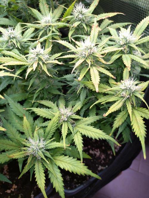 Grape Pop Rocks Auto Anesia Seeds. Week 9