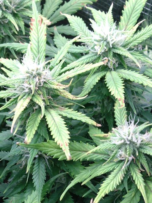 Grape Pop Rocks Auto Anesia Seeds. Week 9