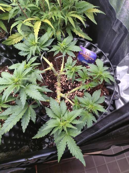 Sticky Broccoli Auto ZMA Eternity Cup'26. Week 7